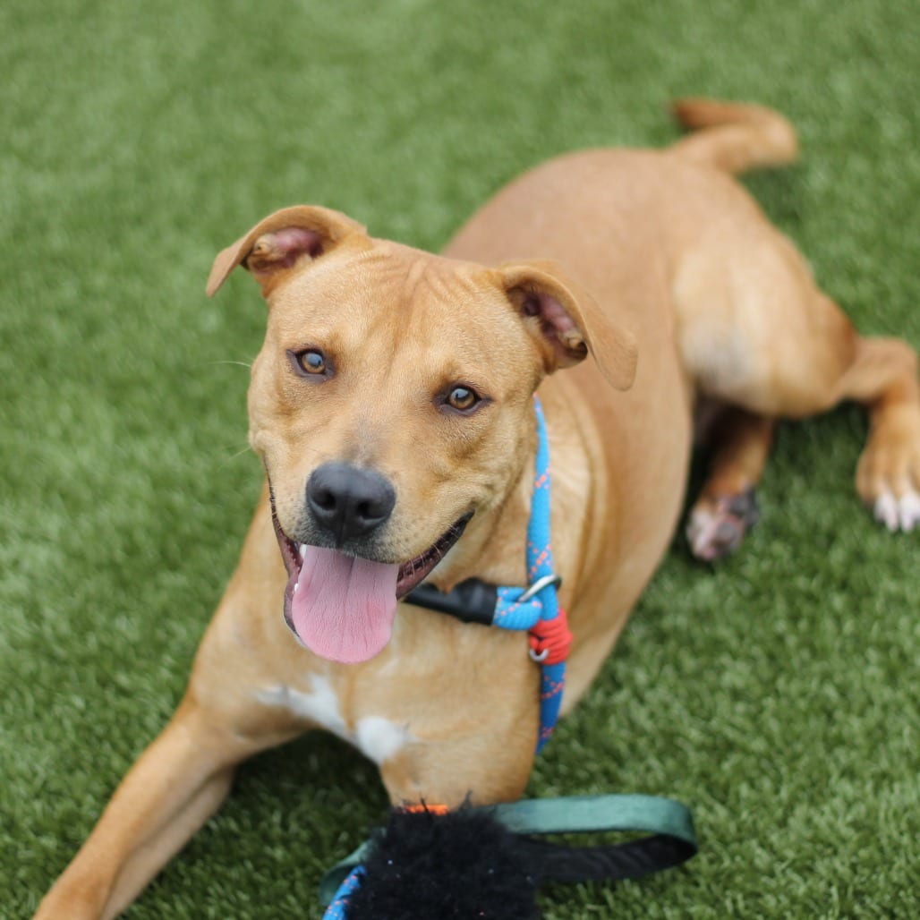 Photo of Gardenia, adoptable Terrier, American Pit Bull in Spartanburg, South Carolina