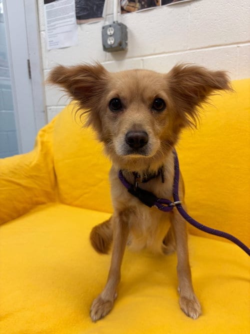 Photo of Woody, adoptable Chihuahua in Muskegon, Michigan