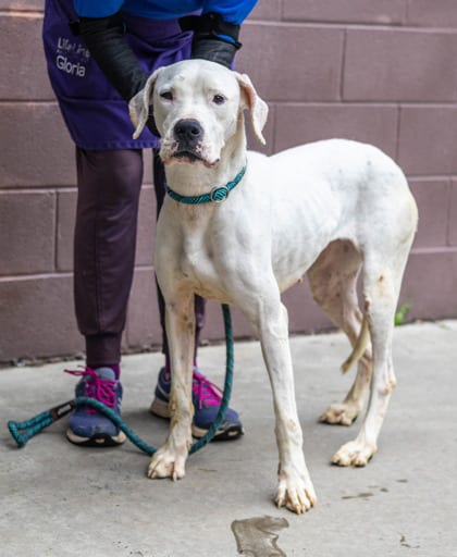 Photo of Lovely Lake, adoptable dog in Chamblee, Georgia