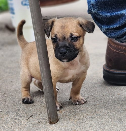 Photo of David, adoptable Terrier in Great Bend, Kansas