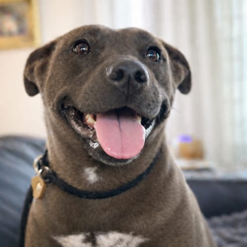 Photo of Daisy - Pocket Pitty, adoptable Pit Bull Terrier in Grovertown, Indiana