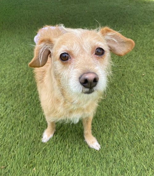 Photo of Maude, adoptable Terrier in La Verne, California