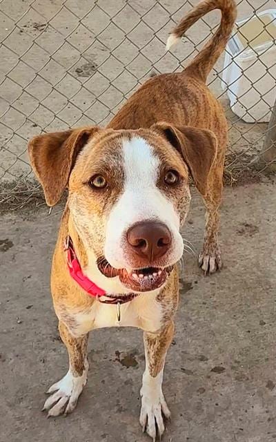 Photo of Heath, adoptable Pit Bull Terrier in Sacramento, California
