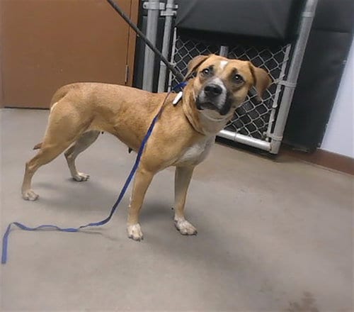 Photo of Clarice, adoptable American Pit Bull Terrier in Phoenix, Arizona