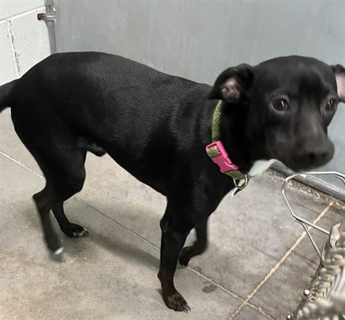 Photo of Onyx, adoptable Chihuahua in Tavares, Florida