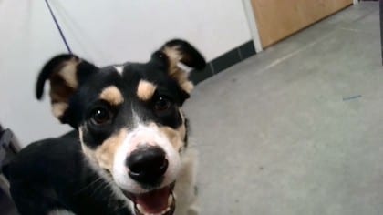 Photo of Lucille, adoptable dog in Farmington, New Mexico
