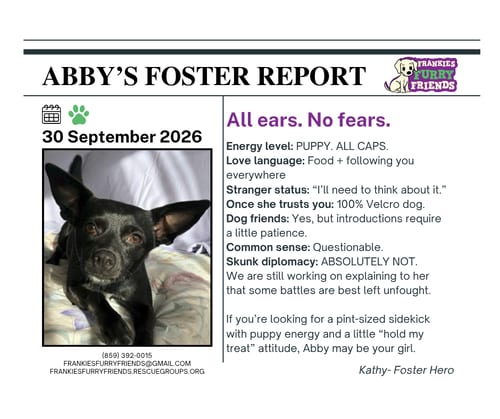 Photo of Abby, adoptable Chihuahua in Alexandria, Kentucky