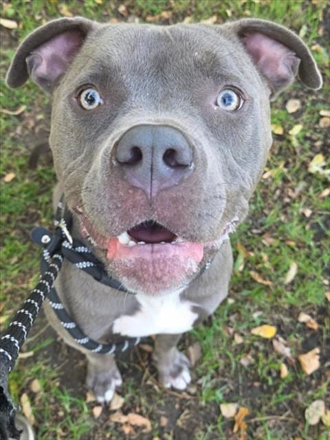 Photo of King, adoptable Pit Bull Terrier in Woodland, California