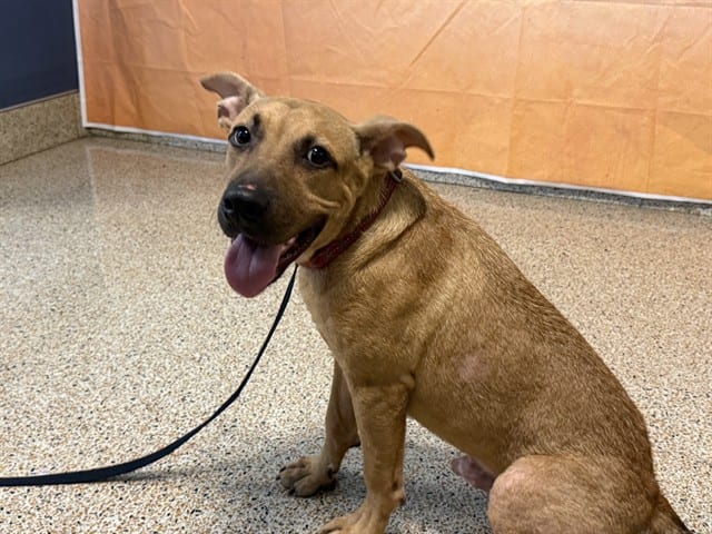 Photo of Hubert, adoptable Terrier in Miami, Florida
