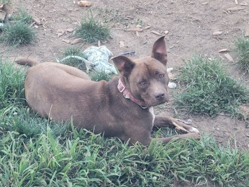 Photo of Mocha, adoptable American Staffordshire Terrier in Livonia, Michigan