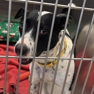Photo of Lily, adoptable Mixed Breed (Medium)