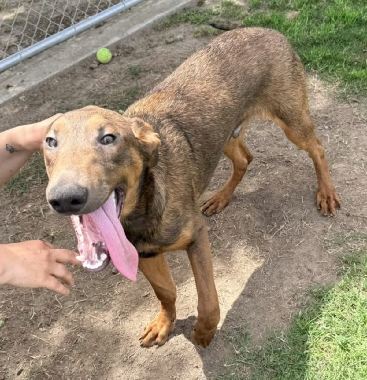 Photo of Rowan, adoptable Doberman Pinscher/Belgian Malinois in Tulare, California