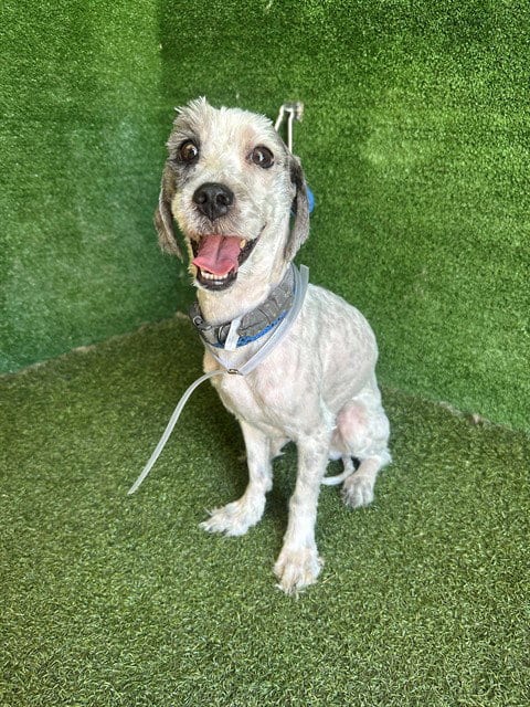 Photo of Bishop, adoptable Maltese in Lancaster, California