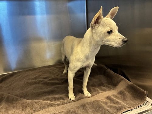 Photo of Tinker Bell, adoptable Chihuahua in San Jose, California