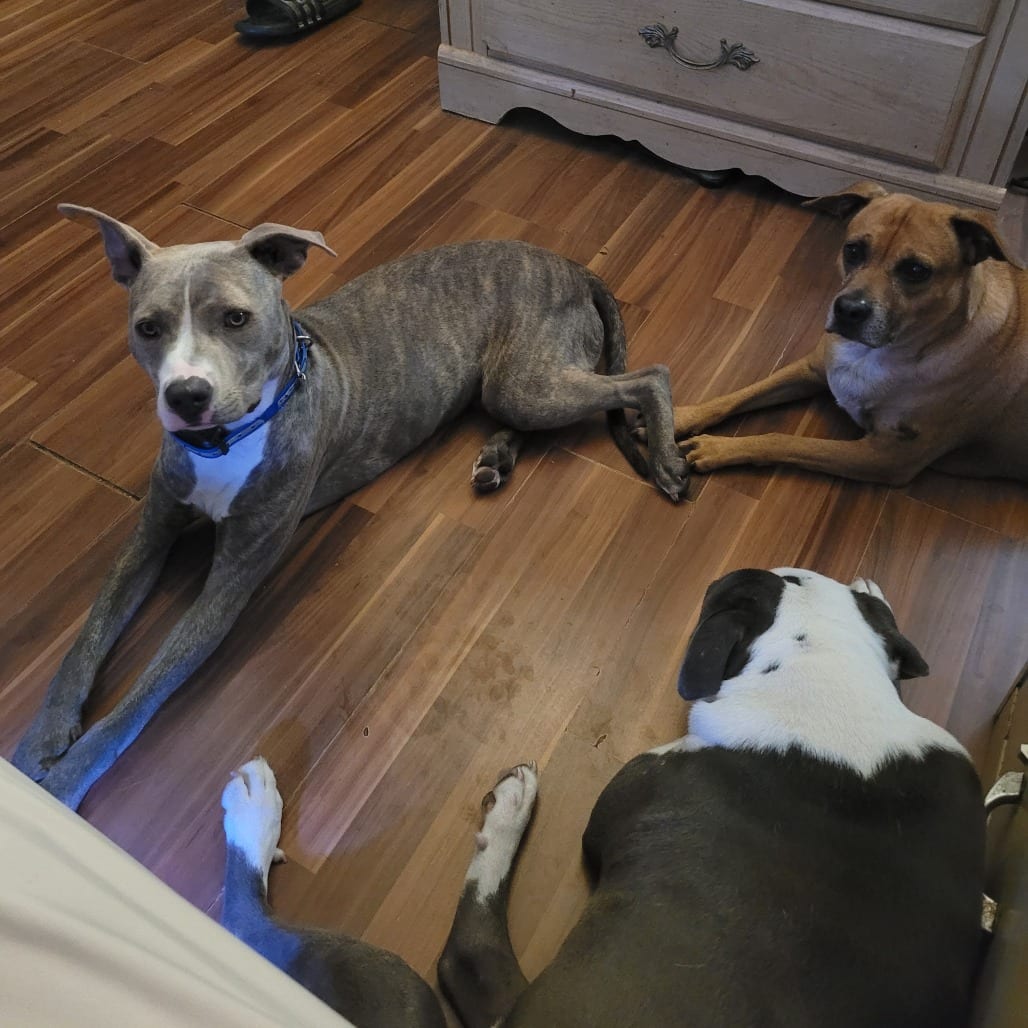 Photo of Pup Pup, adoptable Terrier, American Pit Bull in Houston, Texas