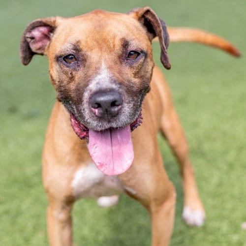 Photo of Koga, adoptable Boxer in Hilton Head, South Carolina
