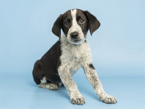 Photo of Robbie, adoptable Border Collie in Phoenix, Arizona
