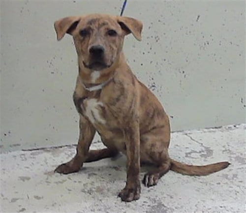 Photo of Stevie, adoptable Staffordshire Bull Terrier in Houston, Texas