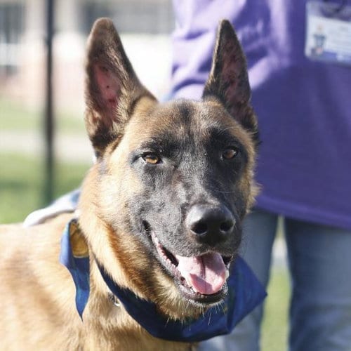 Photo of Samsung, adoptable Belgian Shepherd Malinois in San Antonio, Texas
