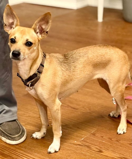 Photo of Lulu, adoptable Chihuahua in Bolivia, North Carolina