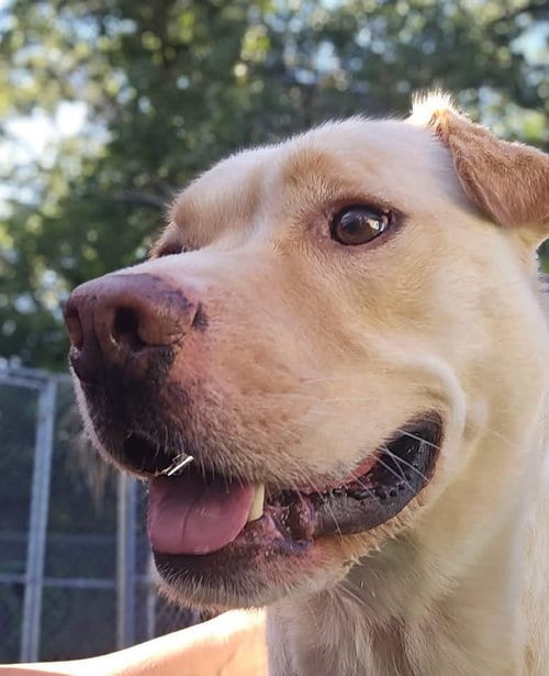 Photo of Charlie, adoptable Labrador Retriever in Holbrook, New York