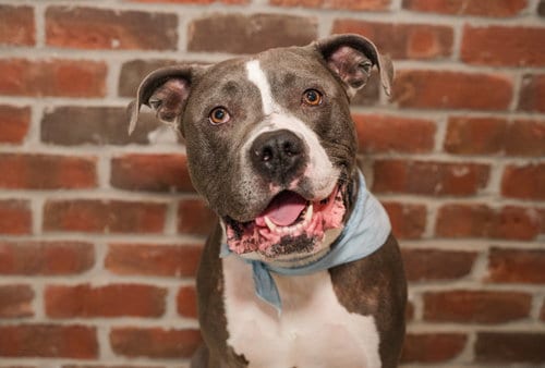 Photo of Renji, adoptable American Bulldog in St. Louis Park, Minnesota