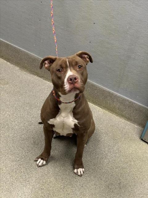 Photo of Nepetiti, adoptable Pit Bull Terrier in Las Vegas, Nevada