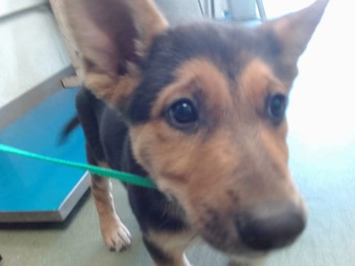Photo of Zap, adoptable German Shepherd Dog in San Bernardino, California