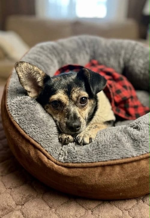 Photo of Mini, adoptable Chihuahua in Escondido, California