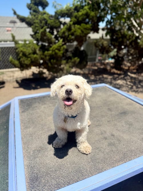 Photo of Milo, adoptable Poodle (unknown type) in Seal Beach, California