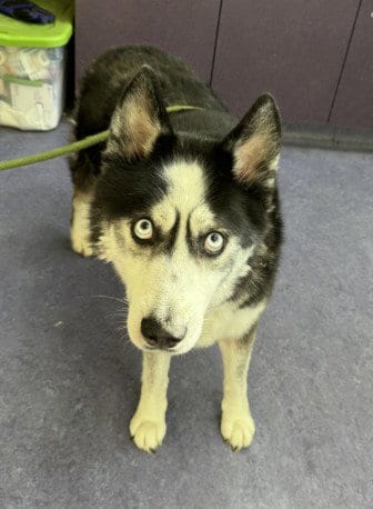 Photo of Gru, adoptable Siberian Husky in Lompoc, California