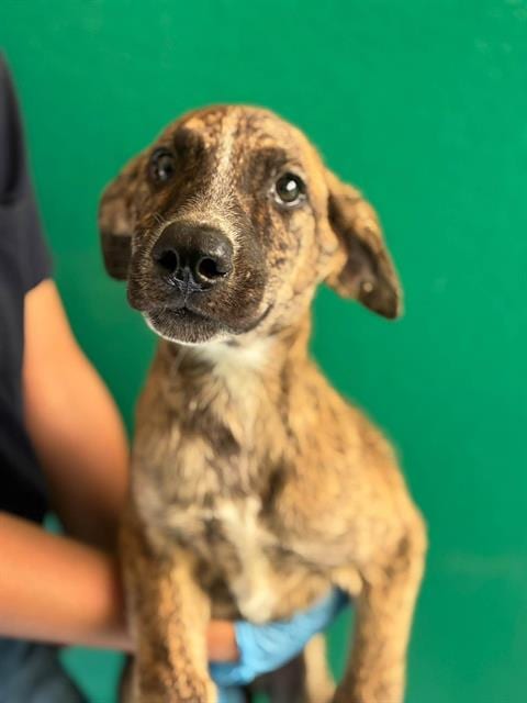 Photo of A256298, adoptable Australian Cattle Dog/Blue Heeler in Visalia, California