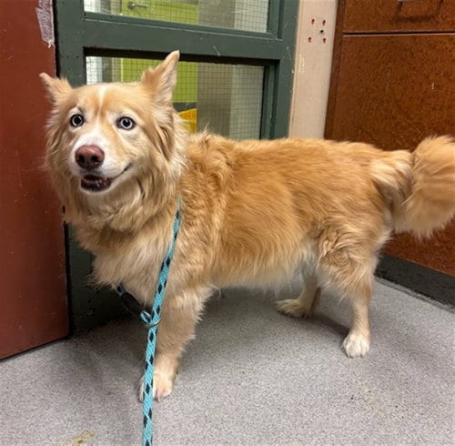 Photo of Hazel, adoptable Pembroke Welsh Corgi in Rancho Cucamonga, California