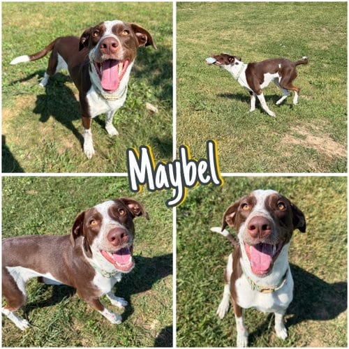 Photo of Maybel, adoptable Pointer in Pierceton, Indiana