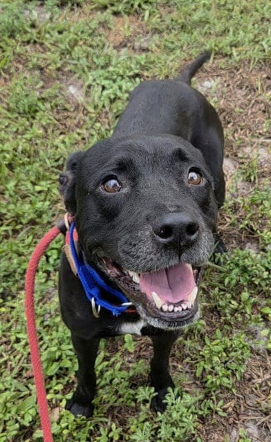 Photo of Toph, adoptable Labrador Retriever in Fort Lauderdale, Florida