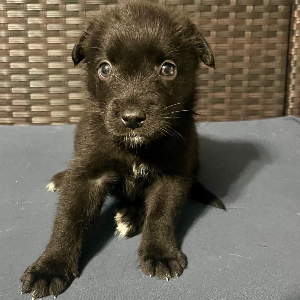 Photo of Galia, adoptable Shepherd / Retriever, Labrador in Kanab, Utah