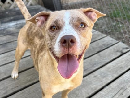 Photo of Riley, adoptable dog in Georgetown, Texas