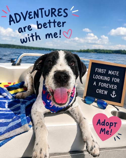 Photo of Gavin, adoptable American Bulldog in Pipe Creek, Texas