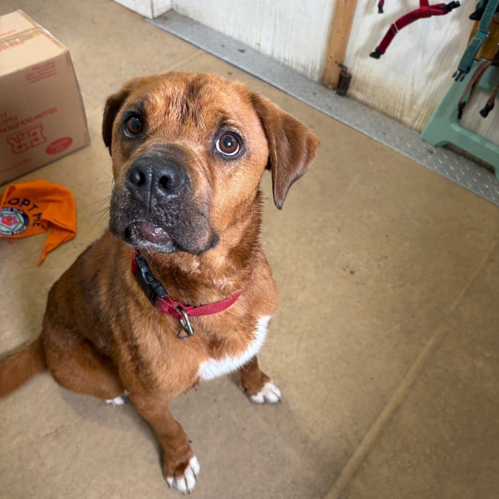 Photo of Patrick, adoptable Mixed Breed (Medium) in Fairfax Station, Virginia
