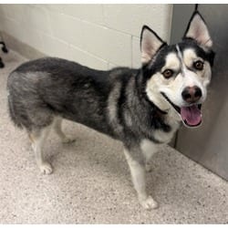 Photo of Mighty Max, adoptable Husky in Brighton, Colorado