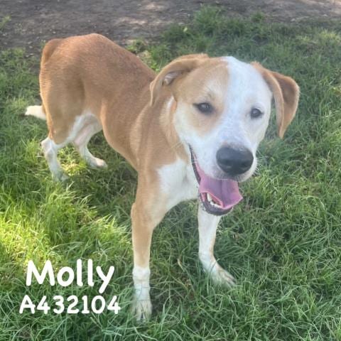 Photo of Molly, adoptable Labrador Retriever in Conroe, Texas