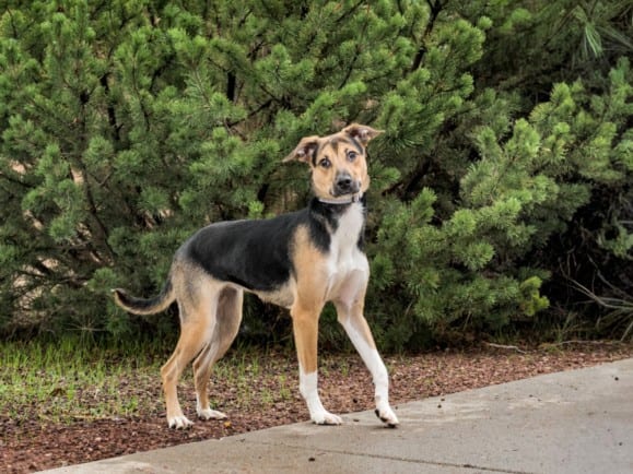 Photo of Desdemona, adoptable Mixed Breed in Santa Fe, New Mexico