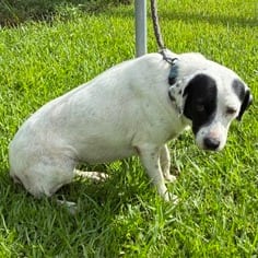 Photo of Bubbles, adoptable Mixed Breed (Large) in Houston, Texas