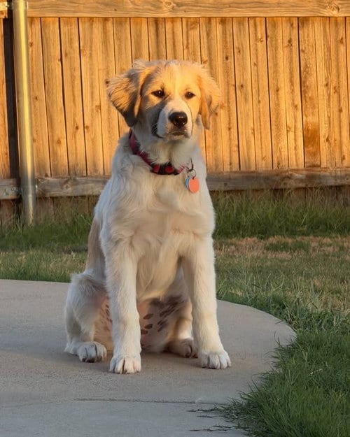 Photo of Eloise, adoptable Great Pyrenees in Dallas, Texas
