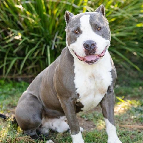 Photo of Preston, adoptable Pit Bull Terrier in Camarillo, California