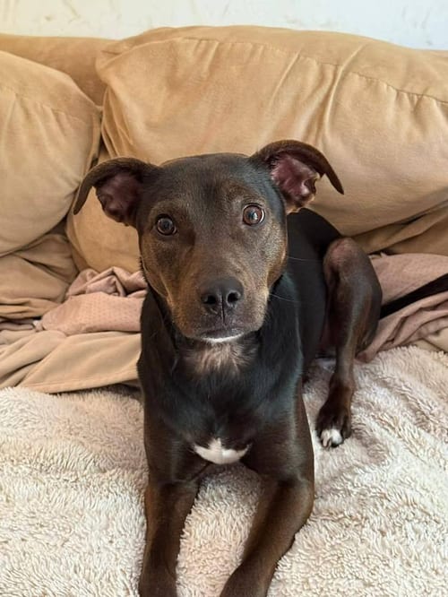 Photo of Cookie (AL), adoptable Pit Bull Terrier in New York, New York