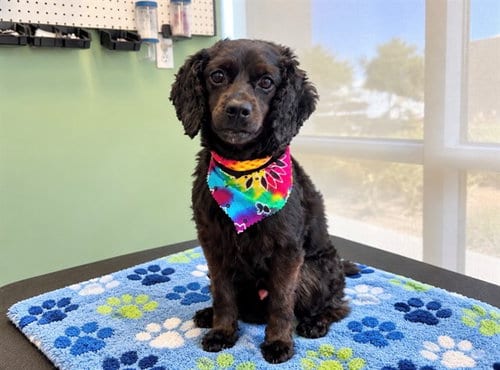 Photo of Anakin, adoptable Cocker Spaniel in Orange, California