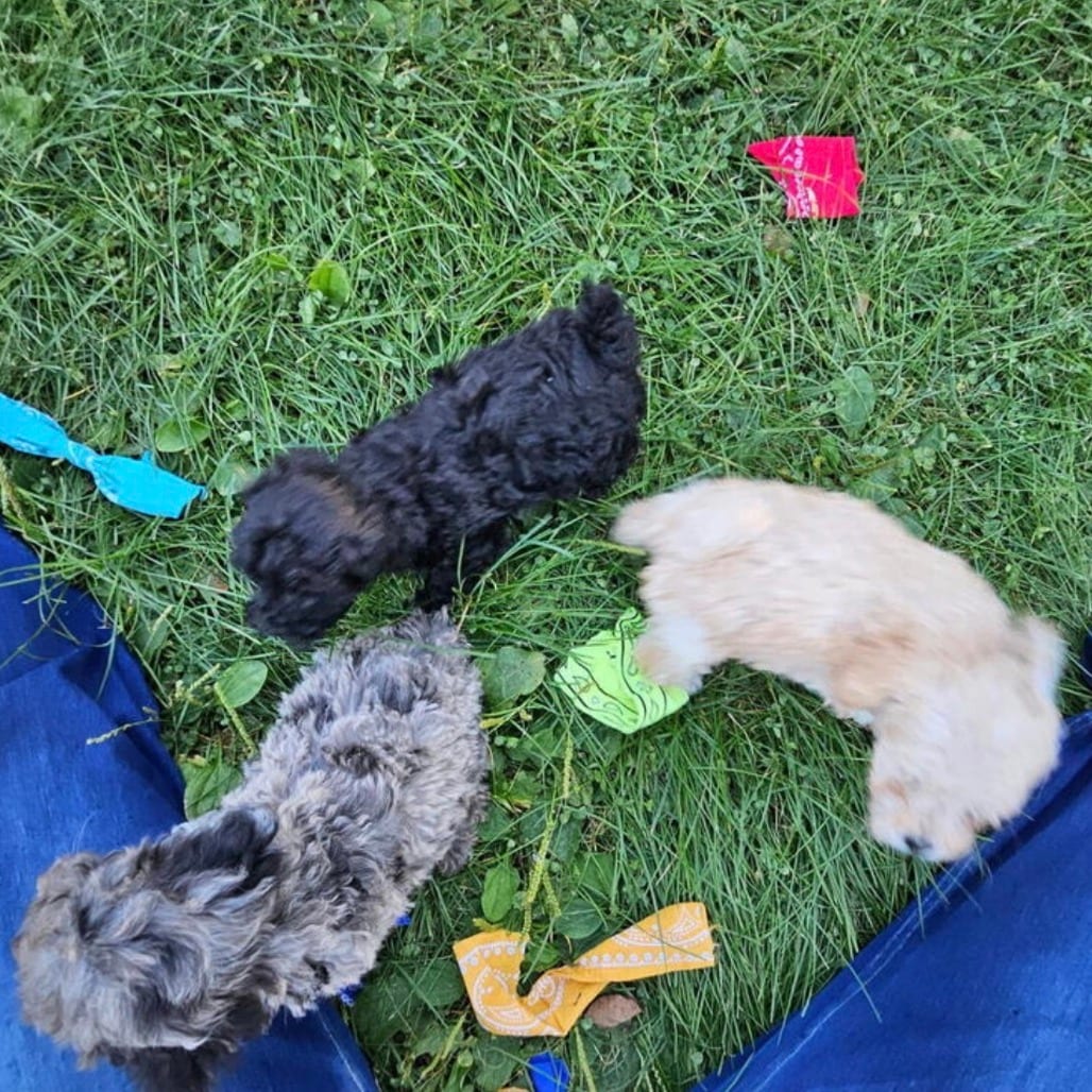 Photo of Chester D12788, adoptable Poodle, Miniature in Princeton area, Minnesota