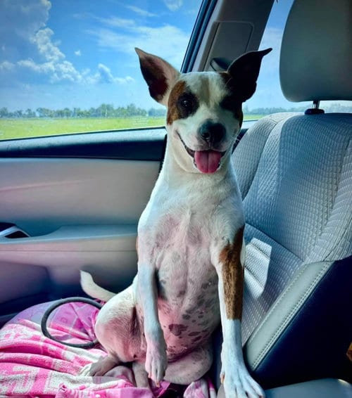 Photo of Beans- beautiful girl, adoptable Terrier in Oakhurst, New Jersey