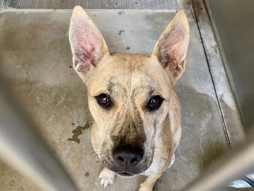 Photo of Diana, adoptable Australian Cattle Dog/Blue Heeler in Orange, California